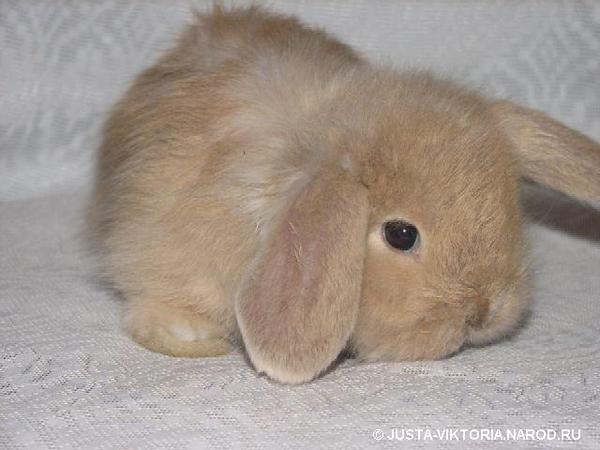 Екатерина Коба (Киричёк)