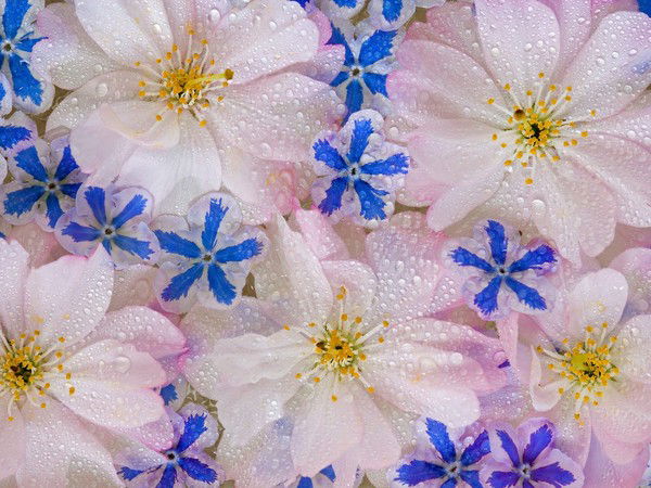 Ольга Орлова