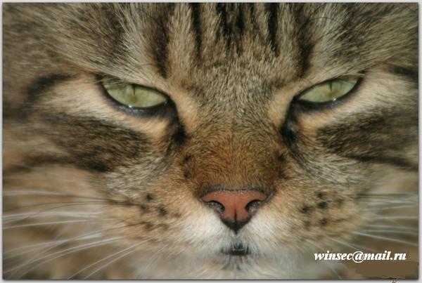 Виталий Киселёв