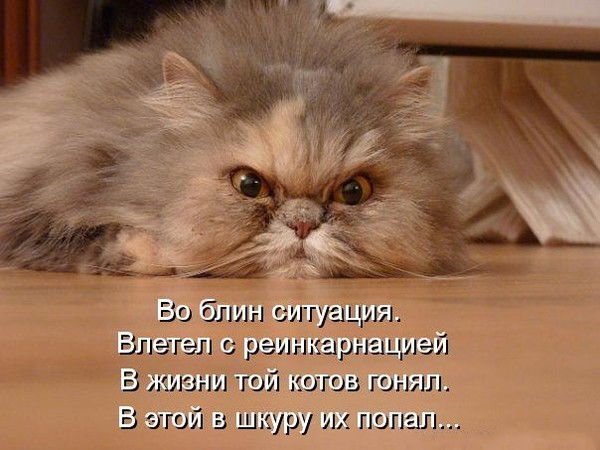 Август Котов