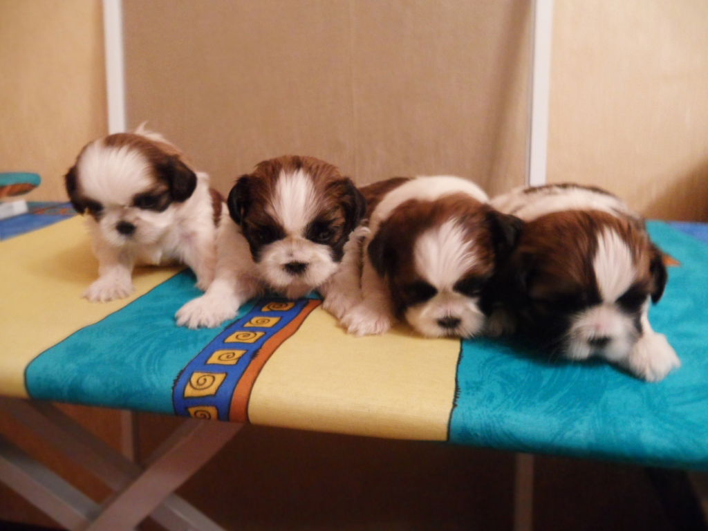 Светлана Палазник