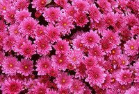 Айгуль Алибекова