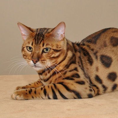 Яна Овчинникова