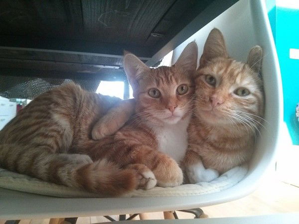 Арзу Эскендерова