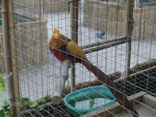 Света Михайлова