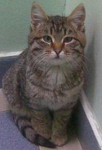 Мария Шлотгауэр