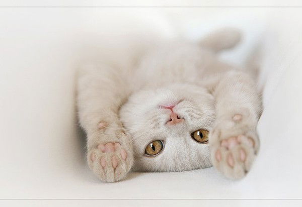 Наталья Тишина