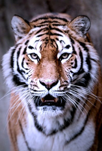 Игорь Исимбаев