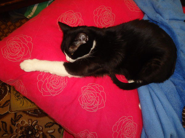 Екатерина Вавул