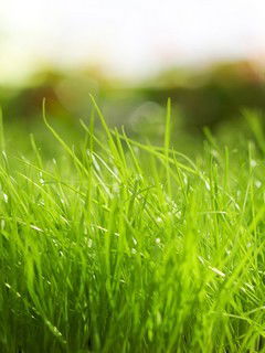 Елена Невмержицкая