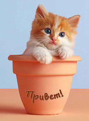 Алекс Соколова