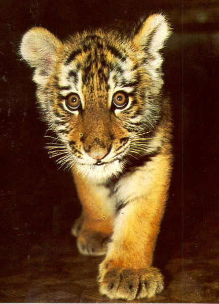 Ильюха Неважно