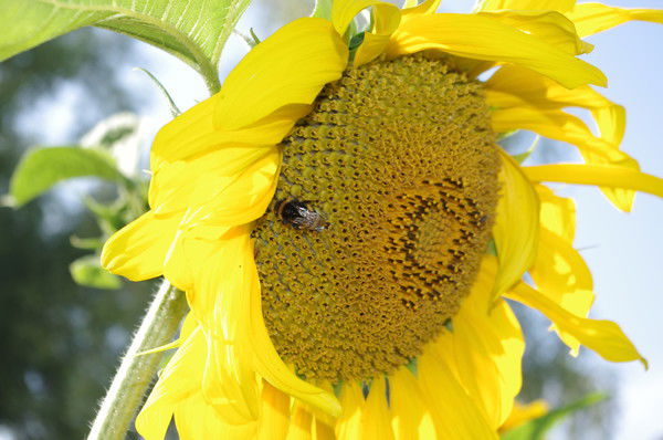 Катерина Смирнова