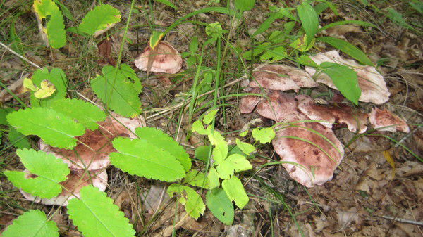 Татьяна Шорникова