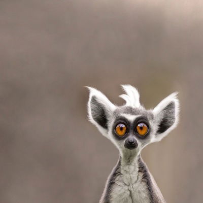 Дмитрий Елизаров