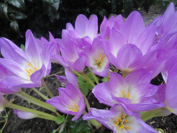 Людмила Олюнина