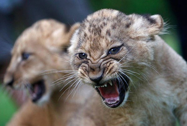 Евгений Петренко