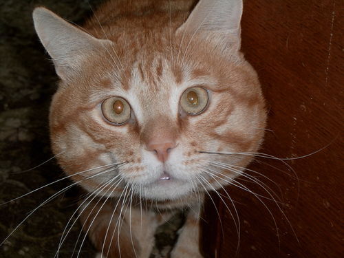 Николай Бондаренко