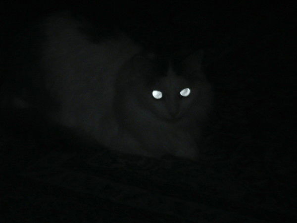 Александр Саморядов