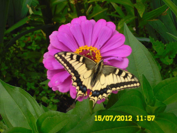 Гюзель Глазунова