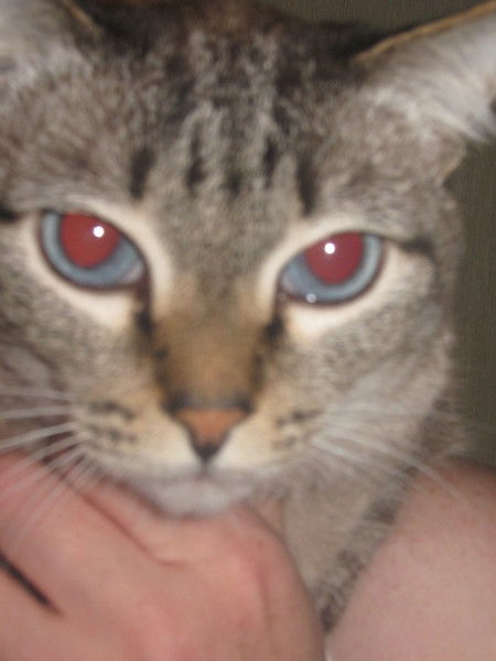 Валентина Дьяконова