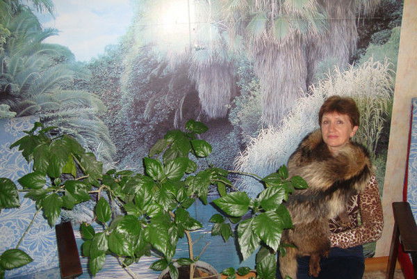 Елена Стеценко