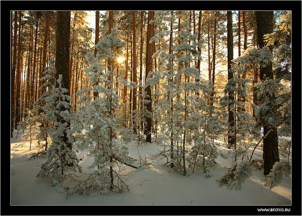 Елена Куприянова
