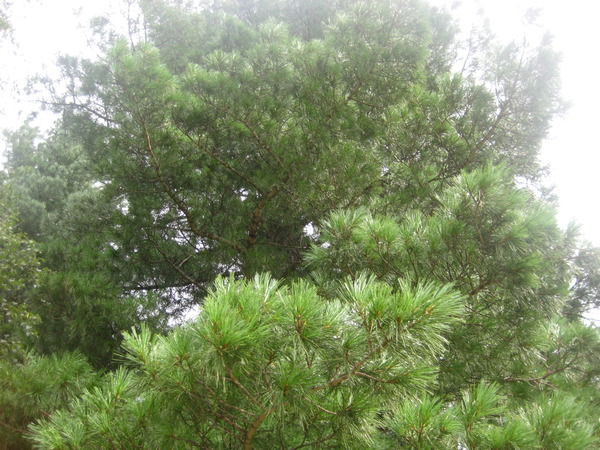 Елена Омельченко