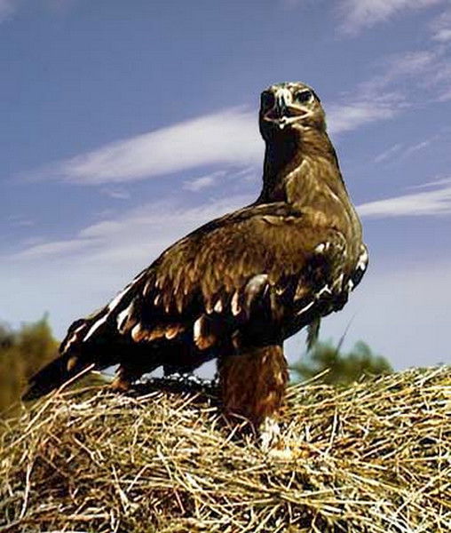 Ехтибар Бабаев