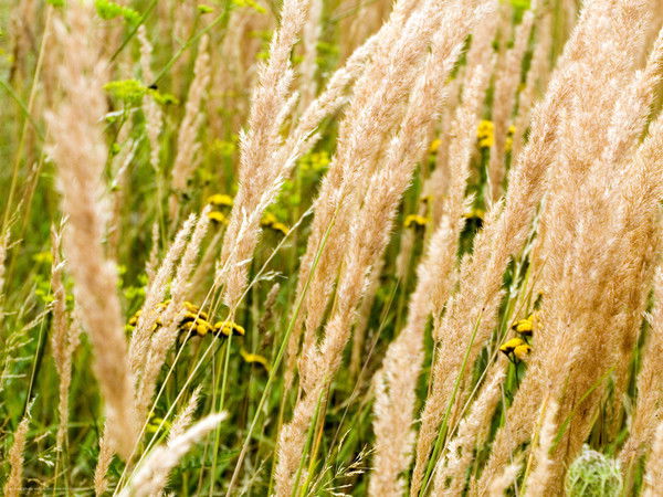 Abdurrohman Khabibulloh