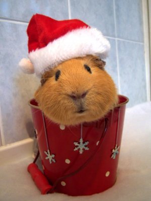 Оксана Тихомирова