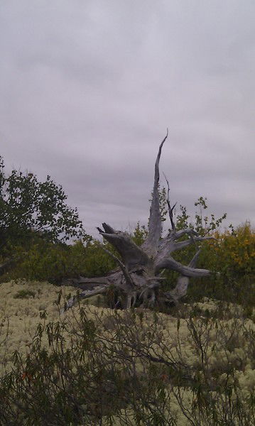 Дмитрий Логиновских