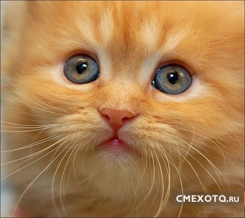 Александр З