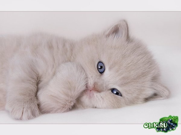 Галя Латишко (Люлька)