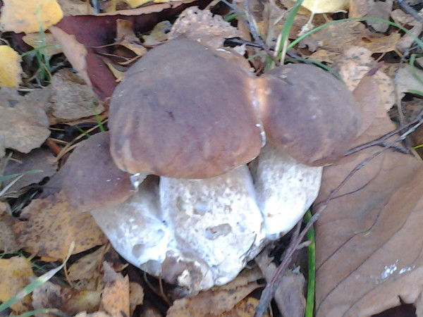 Михаил Сварцевич