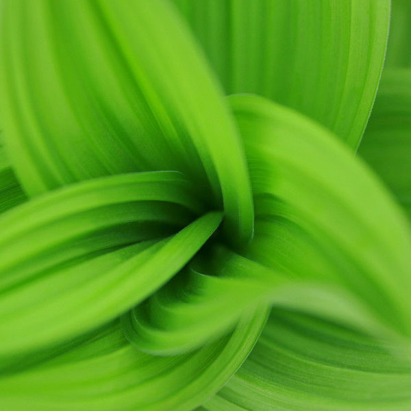 Ирина Николаева