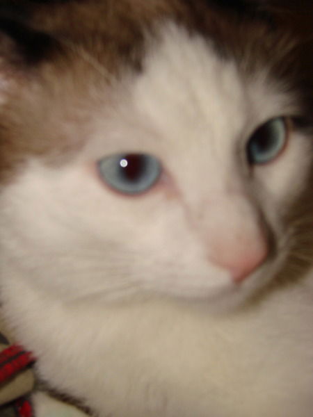 Ольга Маркелова