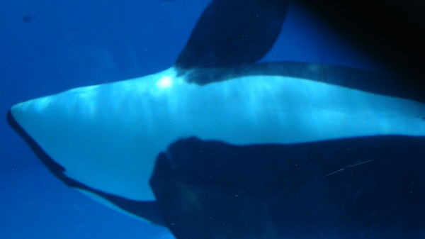 Татьяна Чурсина