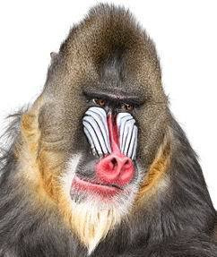 Сергей Лапшин