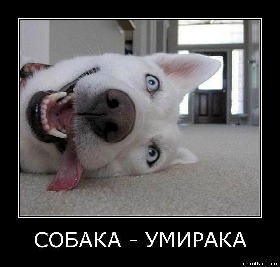 Сергей Молчанов