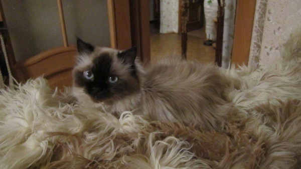 Анна Крутова