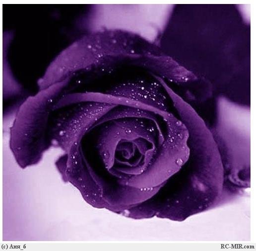 Надежда Новикова