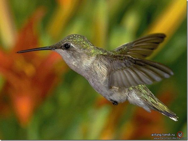 Халил Адилов