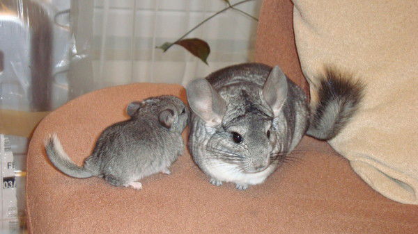 Ольга Присядкина