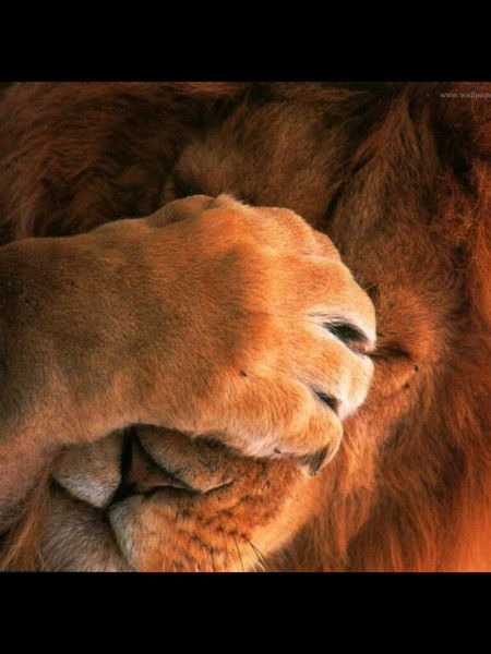 Рустем Маликов