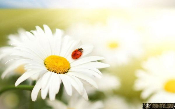 Кавсария Ахметова