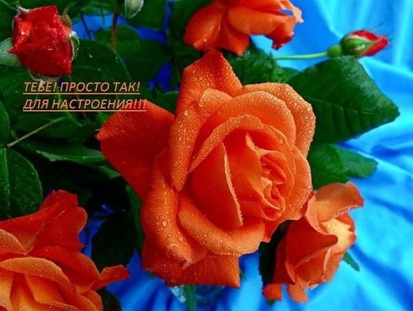 Светлана Кравчeнко