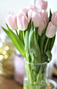 Полина Высоцкая