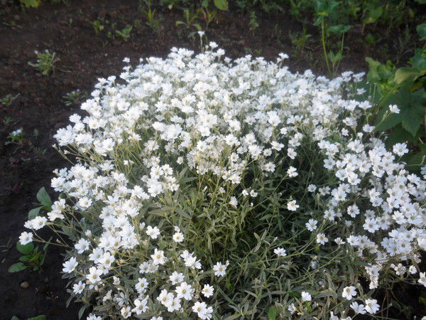 Альфия Азина