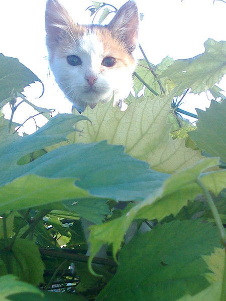 Людмила Сняткова